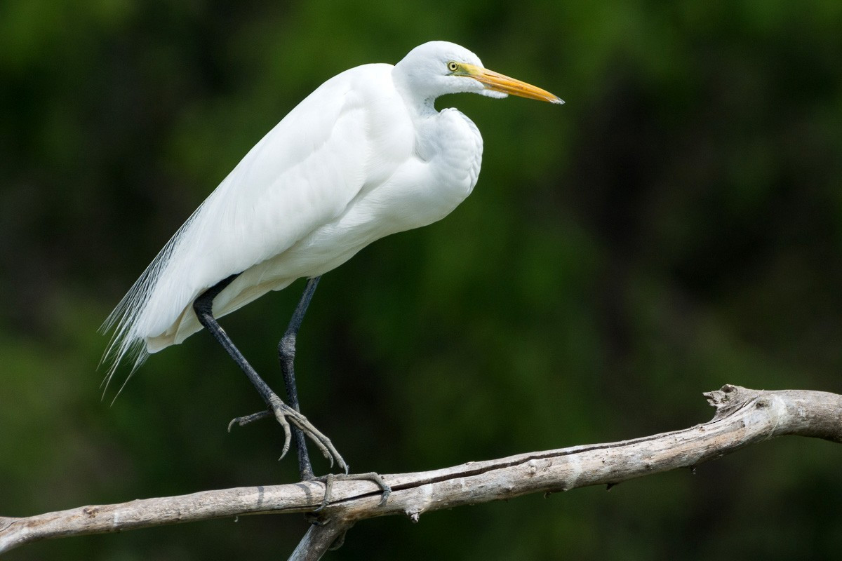 Cò ngàng lớn (Ardea alba) dài 85-102 cm, là loài định cư không phổ biến tại Nam Bộ, trú đông tương đối phổ biến tại Đông Bắc và Trung Bộ. Chúng sống ở các vùng đất ngập nước, đồng lúa nước, rừng ngập mặn.