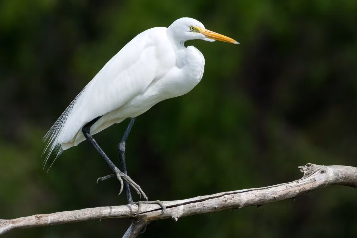 Cò ngàng lớn (Ardea alba) dài 85-102 cm, là loài định cư không phổ biến tại Nam Bộ, trú đông tương đối phổ biến tại Đông Bắc và Trung Bộ. Chúng sống ở các vùng đất ngập nước, đồng lúa nước, rừng ngập mặn.