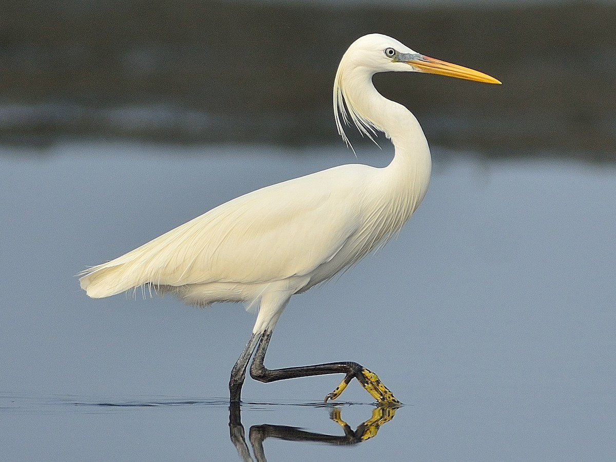 Cò trắng Trung Quốc (Egretta eulophotes) dài 68-69 cm, là loài trú đông không phổ biến tại Đông Bắc, Nam Bộ, di cư hiếm qua Đông Bắc, Nam Trung Bộ và Nam Bộ. Chúng sống ở các vùng ngập triều, rừng ngập mặn. Là loài Nguy cấp trong Sách Đỏ Việt Nam.