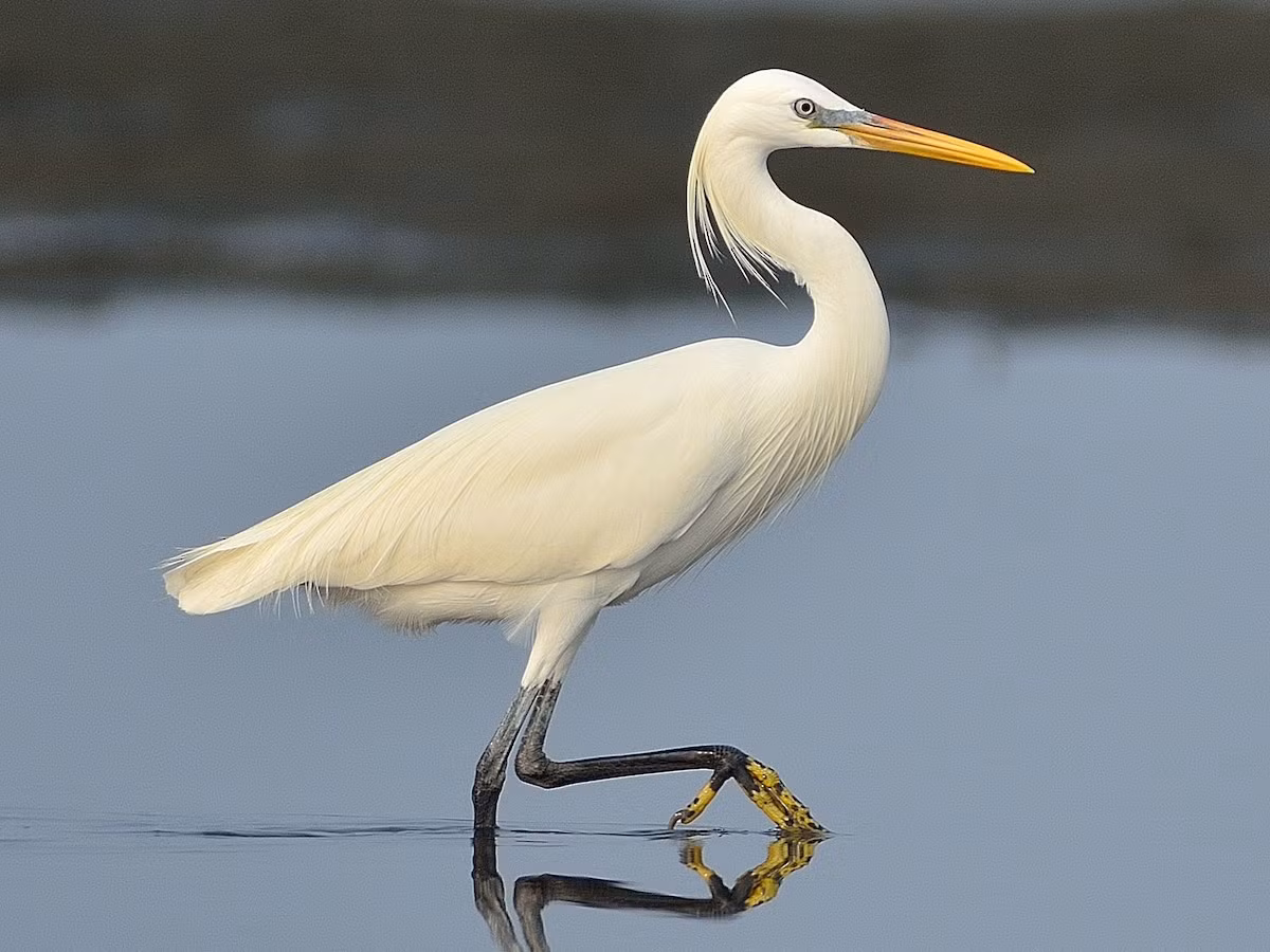 Cò trắng Trung Quốc (Egretta eulophotes) dài 68-69 cm, là loài trú đông không phổ biến tại Đông Bắc, Nam Bộ, di cư hiếm qua Đông Bắc, Nam Trung Bộ và Nam Bộ. Chúng sống ở các vùng ngập triều, rừng ngập mặn. Là loài Nguy cấp trong Sách Đỏ Việt Nam.