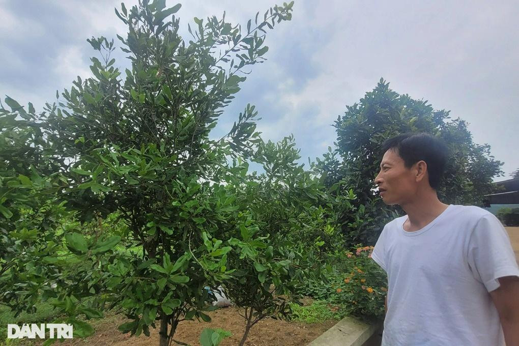 Vỡ mộng sau hàng chục năm trồng 'cây tỷ đô', người dân chặt bỏ ảnh 3