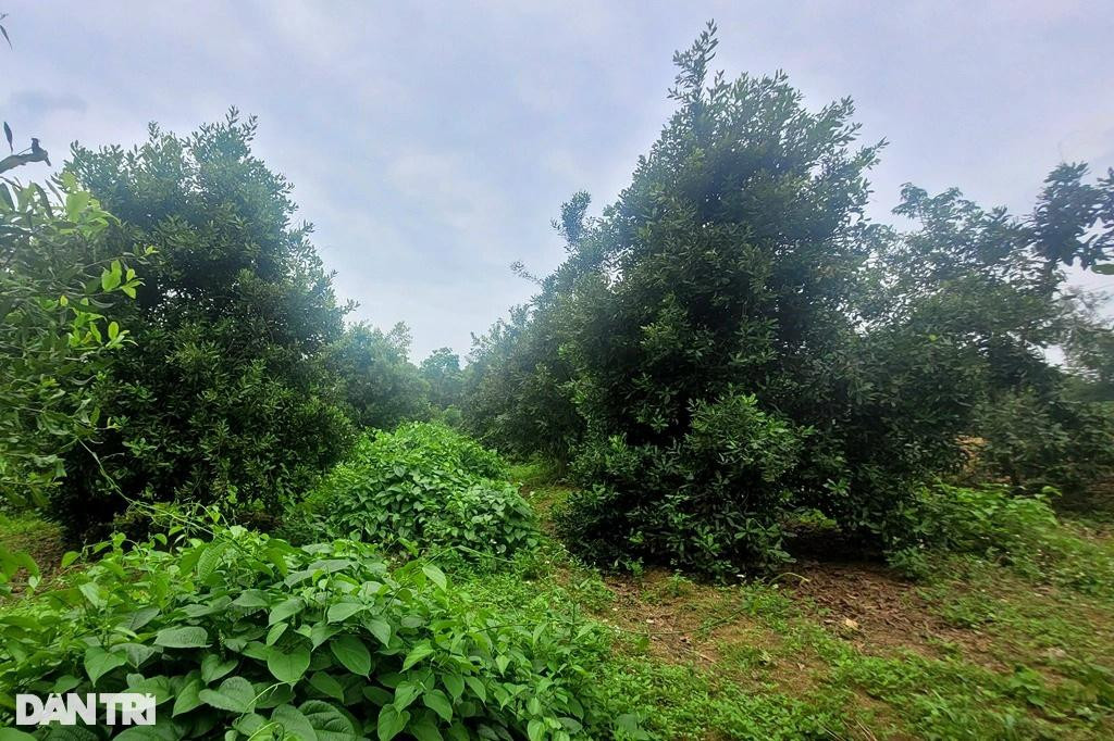 Vỡ mộng sau hàng chục năm trồng 'cây tỷ đô', người dân chặt bỏ ảnh 2