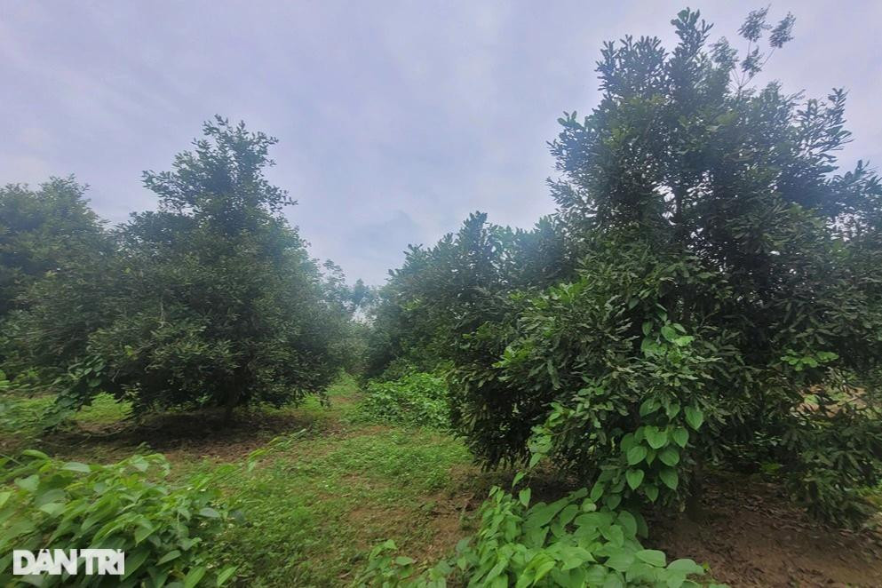 Vỡ mộng sau hàng chục năm trồng 'cây tỷ đô', người dân chặt bỏ ảnh 1