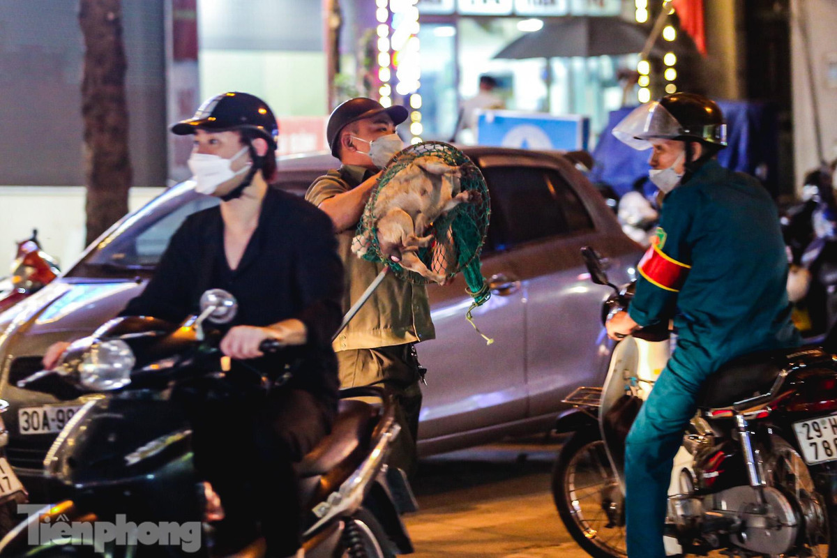 "Chó vi phạm sẽ được đưa về phường nuôi nhốt và cho ăn, sau đó phát loa thông báo tìm chủ nuôi. Thường có hai lỗi bị xử phạt là không tiêm chủng và thả chó ra đường, với mỗi lỗi này, chủ nuôi chó bị phạt 1.500.000 đồng", ông Bắc cho biết.
