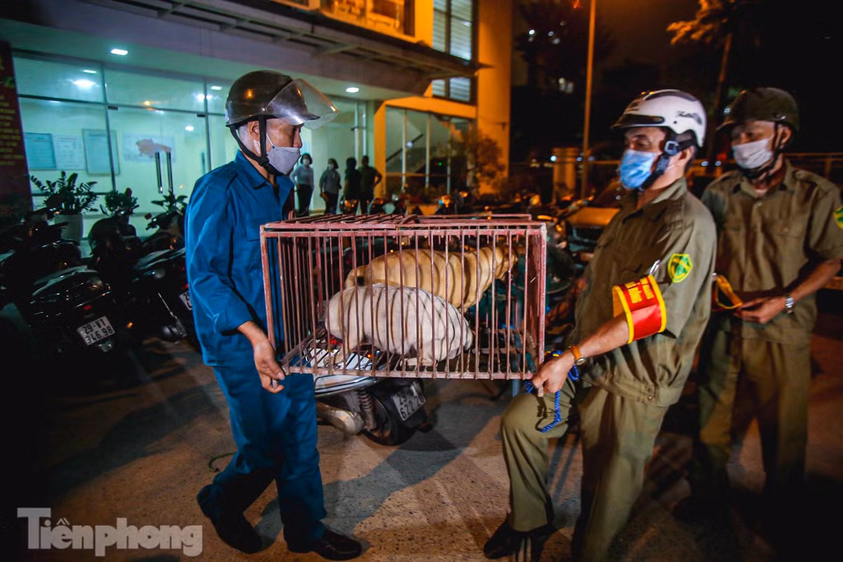“Khi bắt được những chú chó thả rông, chúng tôi sẽ nhốt lại, sau đó chúng tôi sẽ thông báo đến chủ chó trên loa phát thanh và các nhóm chat của phường. Trong thời gian nhốt chó ở phường, chúng tôi cho ăn uống đầy đủ. Sau 48 tiếng, nếu không có người đến nhận, chúng tôi sẽ đưa lên viện chăm sóc bảo vệ vật nuôi”, bà Tâm cho hay.
