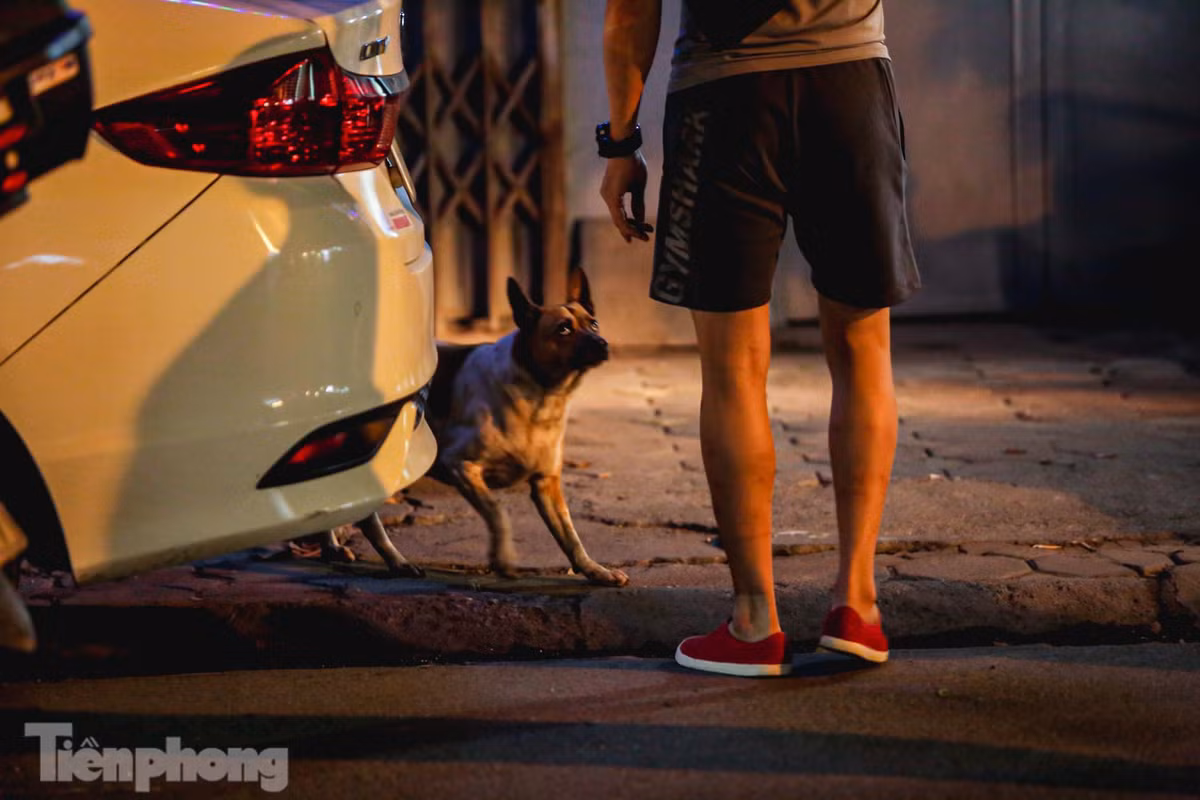 Theo quy định, khi đưa chó ra nơi công cộng phải đảm bảo an toàn cho người xung quanh bằng cách đeo rọ mõm, xích chó và có người dắt; chấp hành nghiêm việc tiêm vắc xin phòng bệnh dại cho chó, mèo theo quy định; chấp hành việc đánh dấu để nhận diện (đeo vòng cổ…) cho chó, mèo đã được tiêm vắc xin dại theo quy định của cơ quan có thẩm quyền.