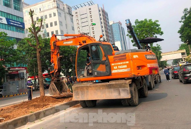 Sau khi di chuyển hầu hết cây xanh, dải phân cách đường Hoàng Quốc Việt vẫn còn lại khoảng 4 mét mặt cắt ngang, nhiều cây xanh từng được đánh chuyển nay được đưa về để trồng lại.