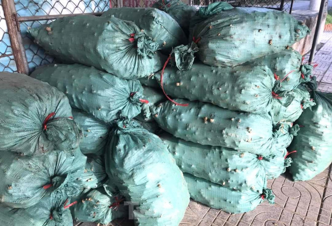 Sở Công Thương tỉnh Nghệ An cũng đã có công văn gửi các tổ chức, đoàn thể, địa phương trên địa bàn tỉnh về việc hỗ trợ kết nối, tiêu thụ sản phẩm gừng trên địa bàn huyện Kỳ Sơn.