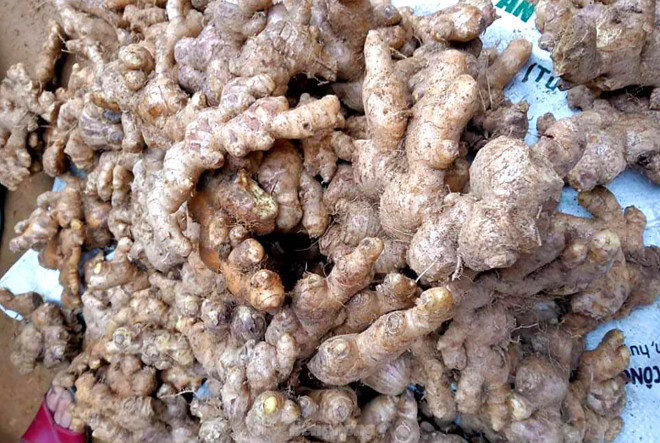 Gừng Kỳ Sơn từ lâu là cây trồng đặc sản của bà con người Mông, nơi vùng giáp biên. Ở thời điểm đầu năm 2021, mỗi kg gừng có giá 25.000 đồng. Tính ra, 1ha gừng thu về chừng 300 triệu đồng. Bởi thế, cây gừng đã trở thành cây xóa nghèo, rồi cây làm giàu cho nhiều người dân địa phương.