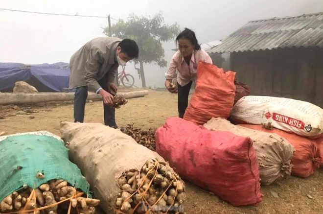 Để gỡ khó cho bà con nông dân, Hội Nông dân huyện Kỳ Sơn đã gửi thư ngỏ kêu gọi các cấp Hội Nông dân Việt Nam, các tổ chức, đơn vị, các doanh nghiệp hỗ trợ tiêu thụ sản phẩm gừng Kỳ Sơn.