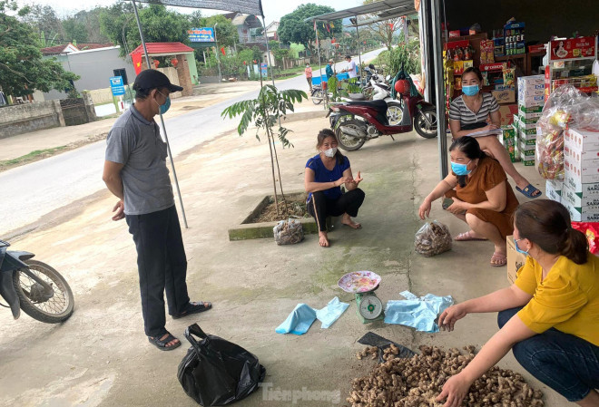 Ông Phan Văn Mạnh - Chủ tịch Hội Nông dân huyện Kỳ Sơn cho biết, năm nay sản lượng gừng của Kỳ Sơn đạt 5.400 tấn. Thời điểm này những năm trước, gừng được các thương lái thu mua với giá từ 22.000-33.000 đồng/kg, đỉnh điểm lên tới 36.000 đồng/kg. Tuy nhiên, năm nay ngay đầu vụ thu hoạch giá gừng đã giảm xuống dưới 5.000 đồng/kg.