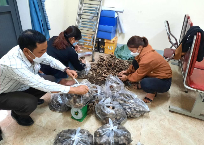 “Dù giá chưa tới 5.000 đồng/kg nhưng cũng rất khó bán”, ông Mạnh nói và cho biết, ảnh hưởng của dịch bệnh COVID-19 khiến việc tiêu thụ gừng gặp khó khăn. Trong khi đó, gừng từ các địa phương khác có mẫu mã đẹp bán trên thị trường nhiều, nên khó cạnh tranh.
