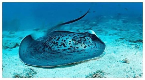 Loai 'ca la' tren the gioi thich phoi nang tren bai bien-Hinh-3