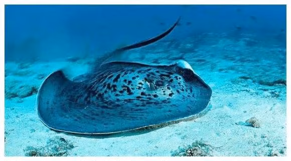 Loai 'ca la' tren the gioi thich phoi nang tren bai bien-Hinh-3