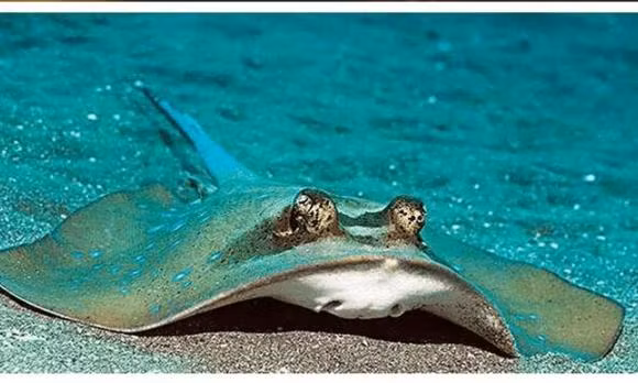 Loai 'ca la' tren the gioi thich phoi nang tren bai bien-Hinh-5