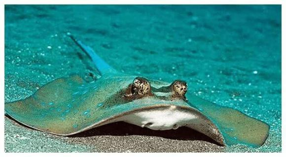 Loai 'ca la' tren the gioi thich phoi nang tren bai bien-Hinh-2