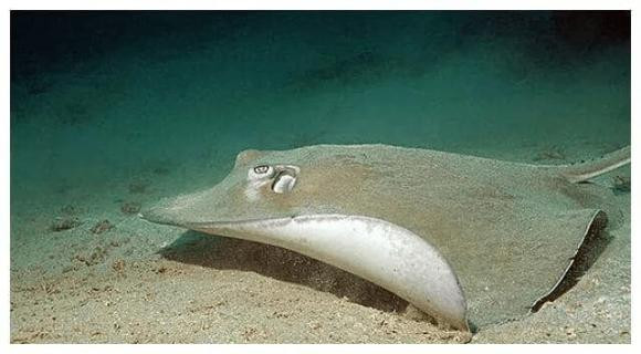 Loai 'ca la' tren the gioi thich phoi nang tren bai bien-Hinh-4