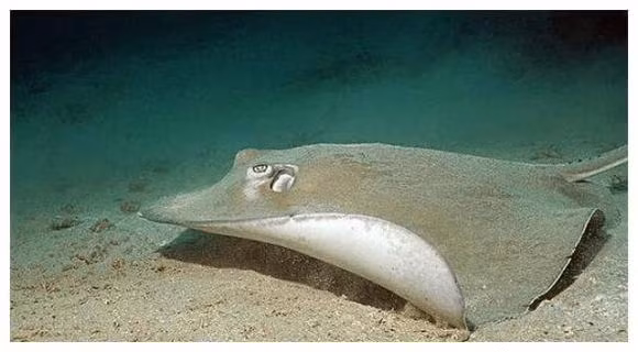 Loai 'ca la' tren the gioi thich phoi nang tren bai bien-Hinh-4