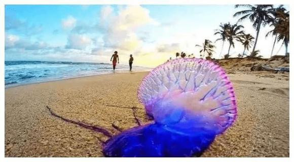 Loai 'ca la' tren the gioi thich phoi nang tren bai bien