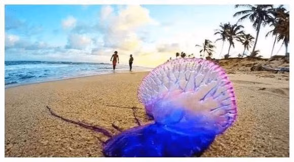 Loai 'ca la' tren the gioi thich phoi nang tren bai bien