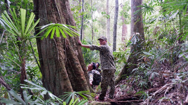 Dừng chân bên một gốc cây rừng cổ thụ giữa vùng lõi Vườn quốc gia Sông Thanh