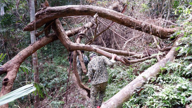 Một cây rừng ngã gãy, án ngự, chặn lối đi trên đường vào trạm bảo vệ rừng.