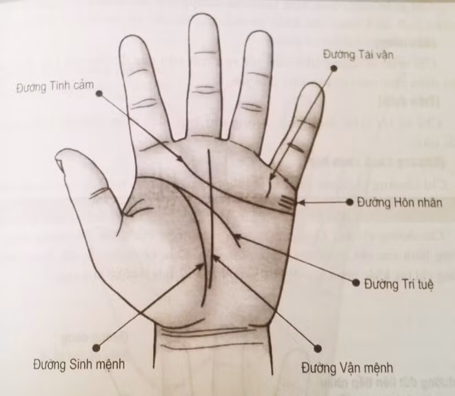 Đường này có liên quan đến sự nghiệp, công việc, tham vọng và định hướng trong cuộc sống. Người sở hữu đường vận mệnh đứt đoạn, hình dạng không có quy tắc thường làm việc đại khái, qua loa, không tới nơi tới chốn, dễ bỏ cuộc giữa chững vì thế mà vận thế cuộc đời cũng bị ảnh hưởng. 