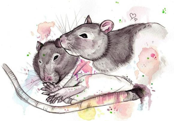 Con giap cuc nhay ben trong kinh doanh, lanh loi hon nguoi, hau van vien man-Hinh-2