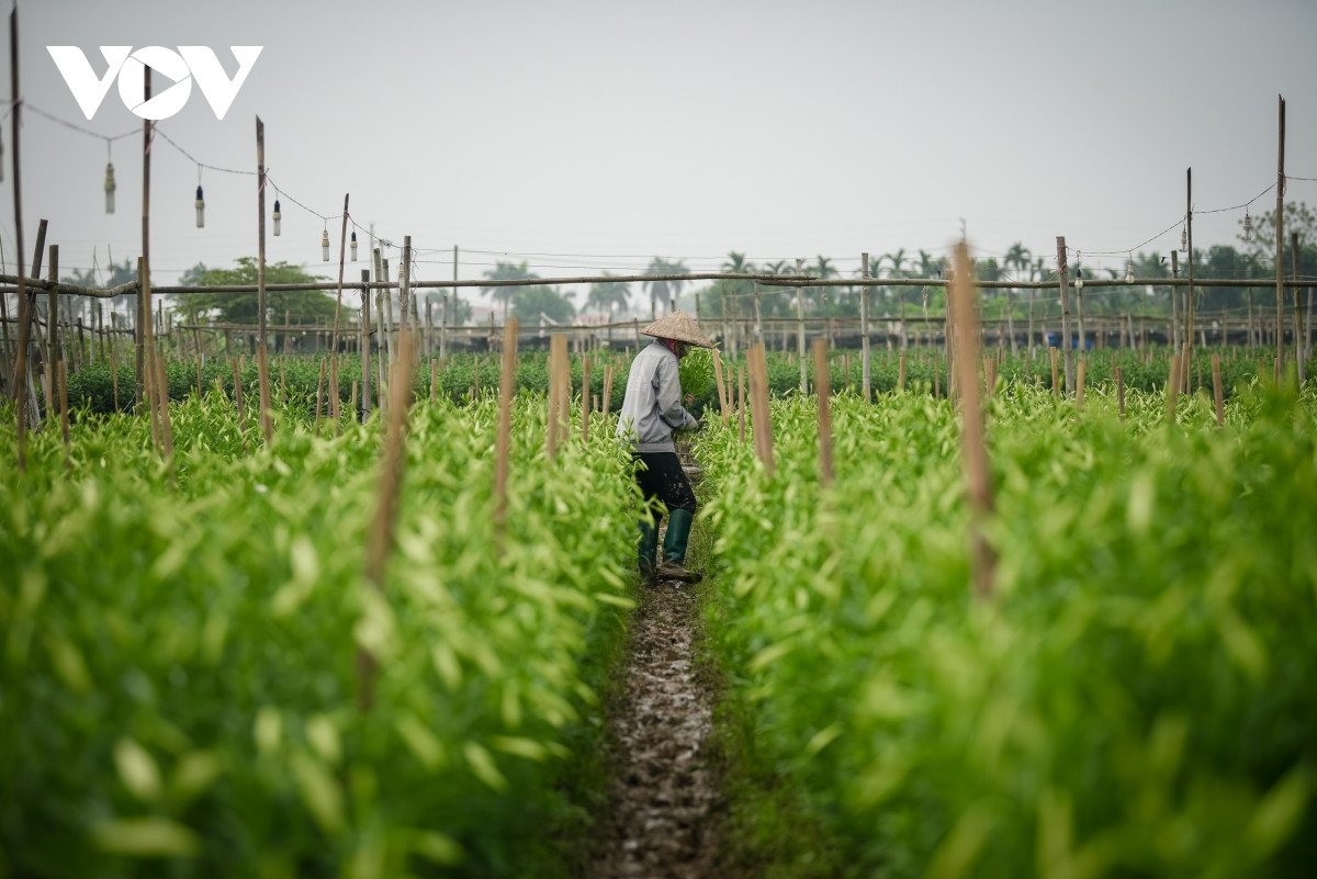 Sau khi cắt bán, củ hoa kèn vẫn ở trong đất, đến tháng 7 chúng sẽ được đào lên và một tháng sau sẽ trồng vụ kế tiếp.