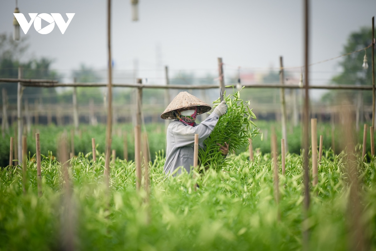 Trước đây, hoa loa kèn được trồng chủ yếu ở đất hoa Tây Tựu, nhưng vài năm gần đây người trồng đã chuyển sang thuê đất ở Hạ Mỗ cách xa khoảng 15km để thay đổi môi trường đất canh tác, cho hoa tốt hơn.
