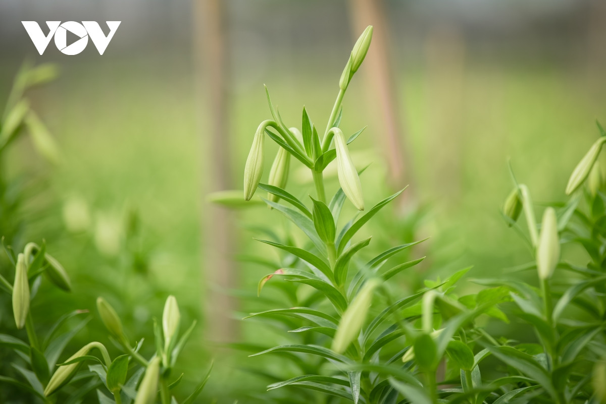 Tuy không rực rỡ, thơm ngát như nhiều loại hoa khác nhưng sắc trắng giản dị lại tạo nên vẻ đẹp tinh khiết rất riêng cho hoa loa kèn.