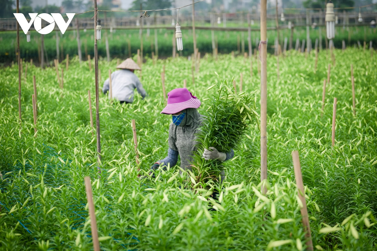 Người dân trồng hoa loa kèn cho biết loài hoa này được ưa trồng vì dễ chăm sóc, củ giống giá rẻ, có thể trồng lại. Nếu được chăm sóc tốt, một cành có thể cho tới 3 đến 4 bông.