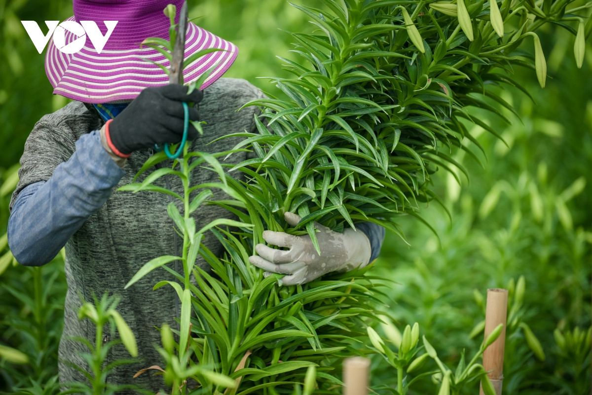 Loa kèn thường được trồng chủ yếu vào tháng 8, tháng 9 nhưng phải chờ đến tháng 3 – 4 năm sau mới được thu hoạch.