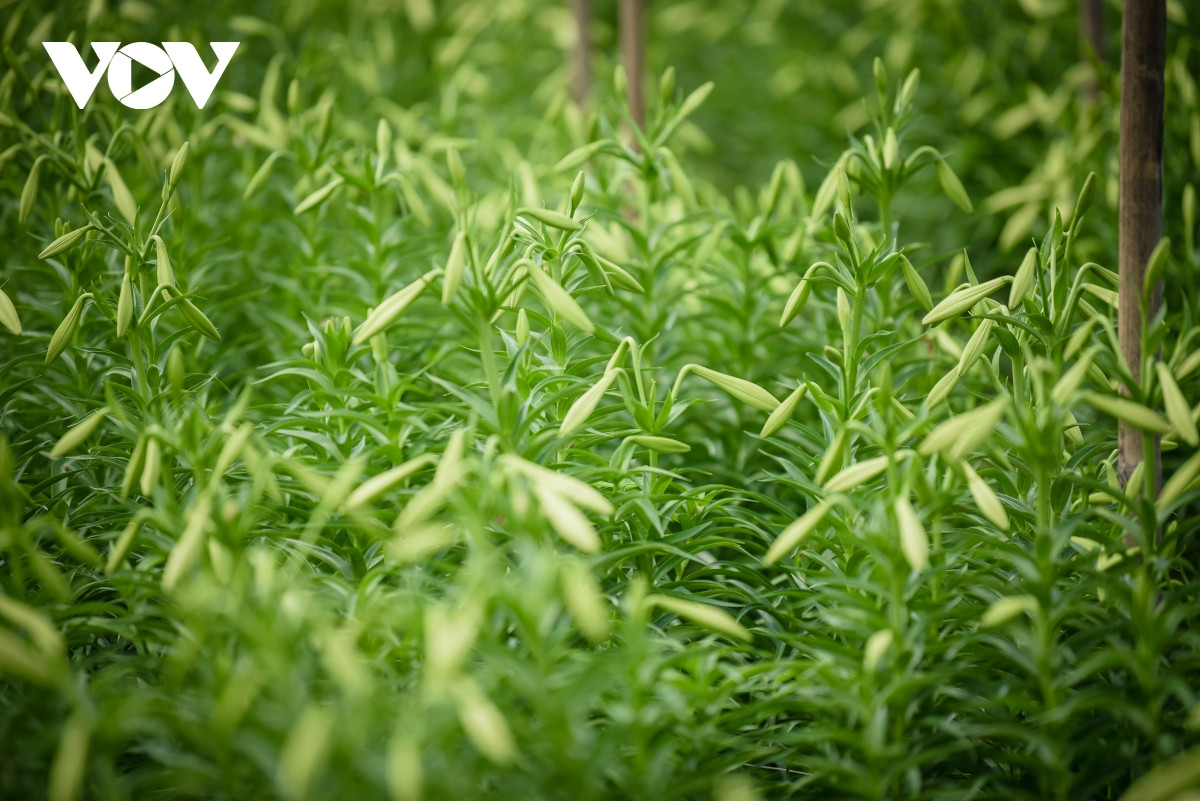 Hoa loa kèn còn được gọi là “hoa của tháng Tư”, bởi hoa chỉ nở duy nhất một lần vào tháng Tư hàng năm.