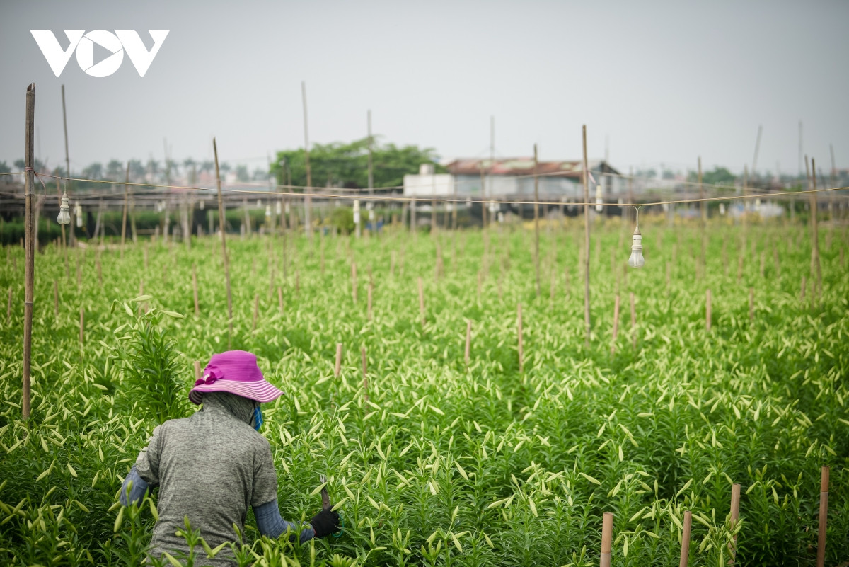 Thời điểm này, hoa loa kèn đang bước vào vụ thu hoạch cuối mùa.