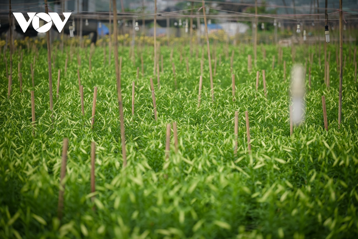 Khi những bông hoa trên cánh đồng đã chuyển từ màu xanh sang màu trắng ngà là dấu hiệu bắt đầu thu hoạch.