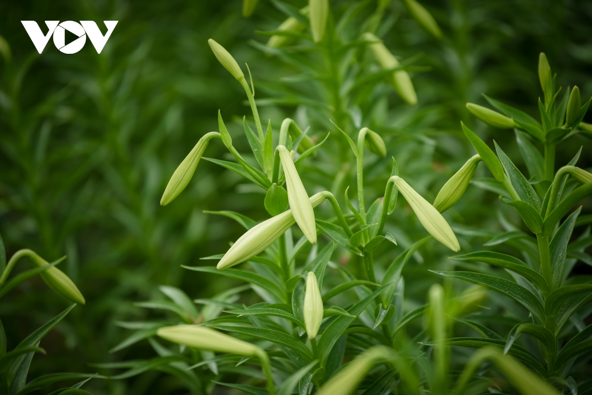 Hoa loa kèn nở cũng báo hiệu mùa hè sắp đến. 