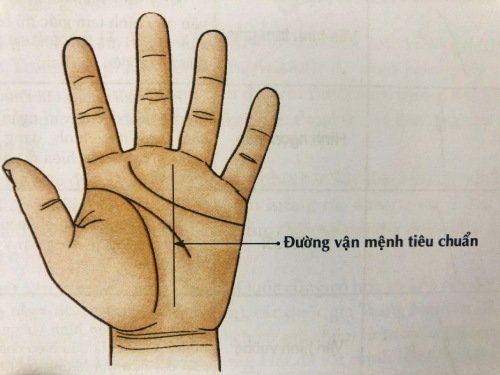 Đường vận mệnh đứt đoạn. Đường chỉ tay vận mệnh bắt đầu từ phần dưới cùng của lòng bàn tay (gần cổ tay) và di chuyển dần lên ngón tay giữa.