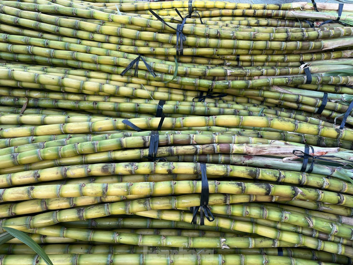 Mía vàng được bó sẵn 6 cây thành một bó, nếu khách mua cả bó sẽ được giảm giá thêm.