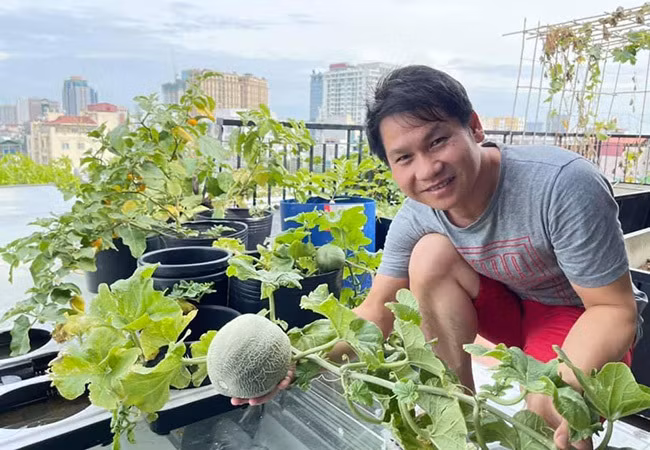 Sao Việt hôm nay 30/6: Trọng Tấn thu hoạch dưa lưới trên sân thượng vườn nhà. Nam ca sĩ xem đây là "thành quả" đáng tự hào trong những ngày nghỉ hát vì dịch.