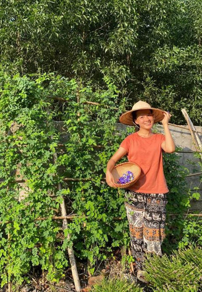 MC Minh Trang thu hoạch dàn hoa đậu biếc sau thời gian gieo trồng.