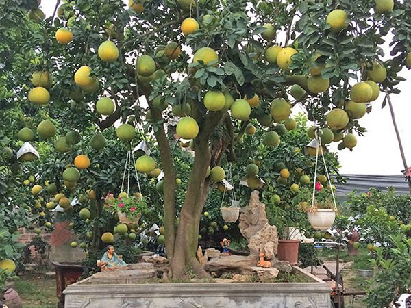 6 loai cay phong thuy hut loc trong truoc nha kieu gi cung giau-Hinh-2