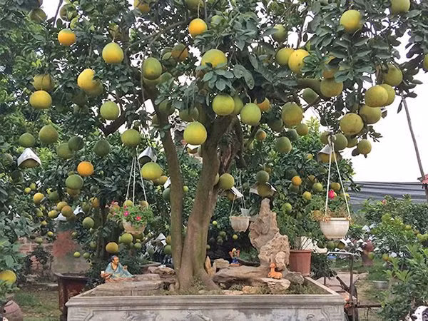 6 loai cay phong thuy hut loc trong truoc nha kieu gi cung giau-Hinh-2