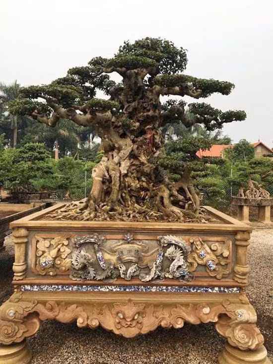 Sanh co trong trong chau dat 5 cay vang, chu thue nguoi canh giu