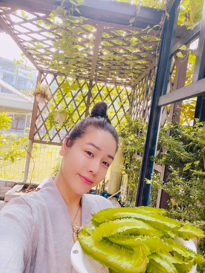 Sao Việt Nhật Kim Anh thu hoạch mướp hương và đậu rồng.