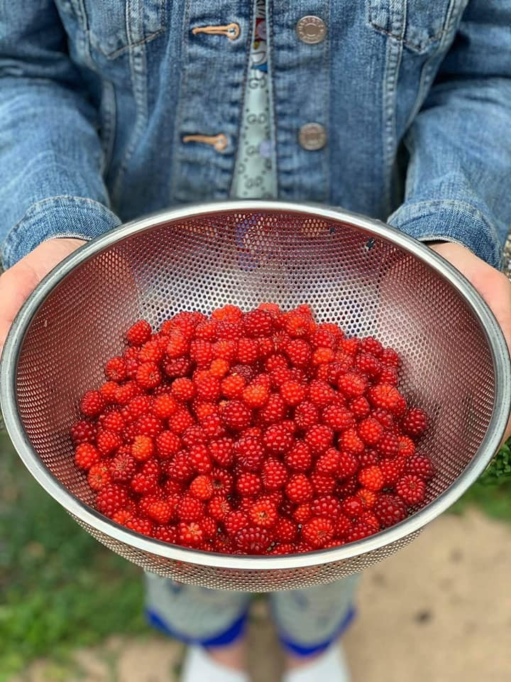 Hiền Thục vào rừng hái quả mâm xôi.