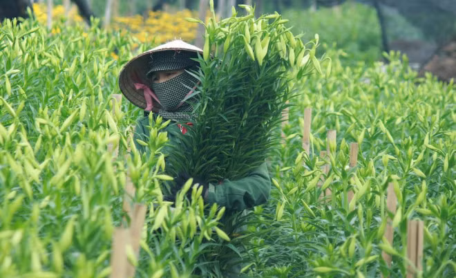 Hot bac nho con sot hoa loa ken no som do bo Ha thanh-Hinh-3