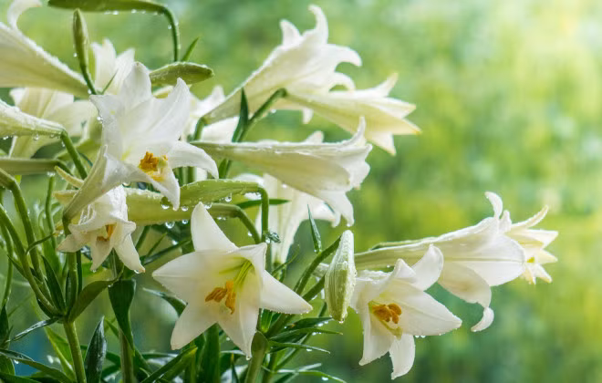 Hot bac nho con sot hoa loa ken no som do bo Ha thanh-Hinh-4