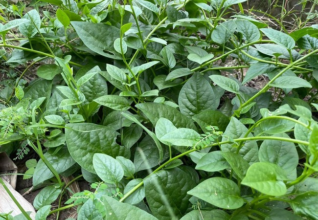 Do ảnh hưởng dịch bệnh, giá nông sản tăng cao so với ngày thường. Minh Luân bảo gia đình anh may mắn vì có sẵn vườn rau sạch, từ rau mồng tơi, rau ngót, rau lang, rau muống...