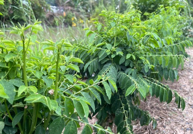 Các loại thực phẩm sau khi thu hoạch được họ tích trữ trong tủ lạnh và mang tặng bà con hàng xóm.